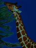 Giraffa_insaziabile.jpg